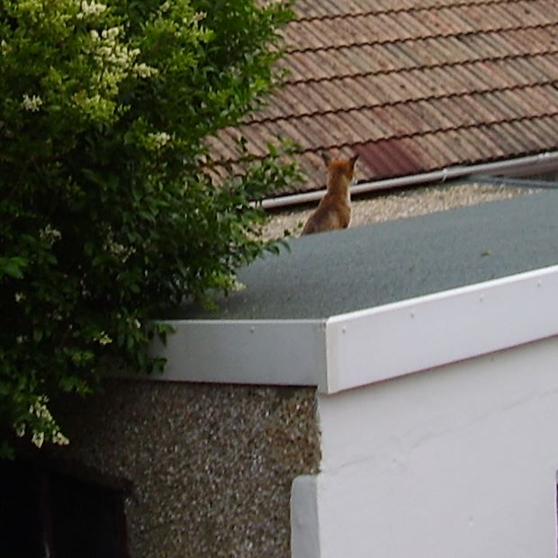 Fox on roof