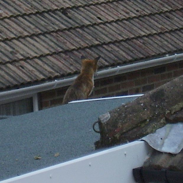 Fox on roof 2