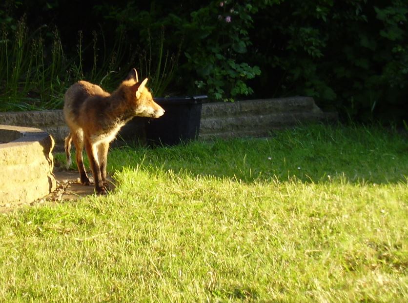 Fox sunlit