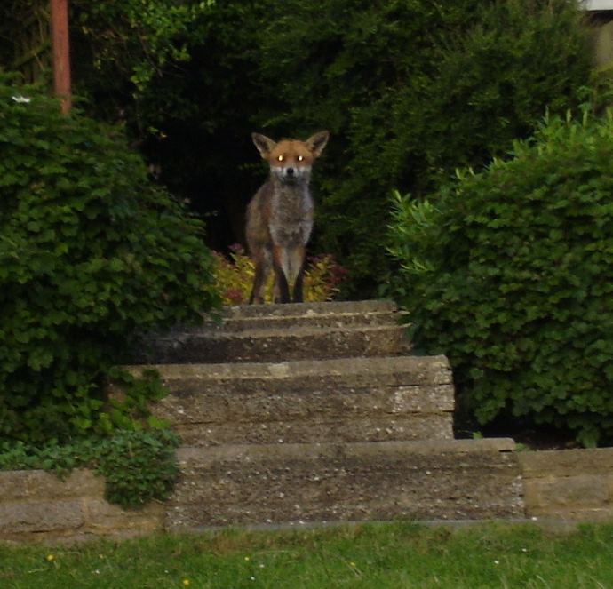 Fox on steps