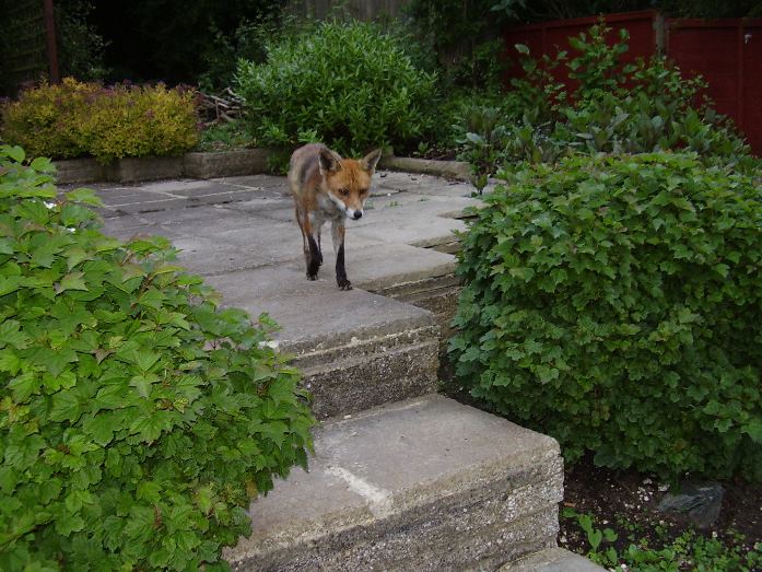 fox steps