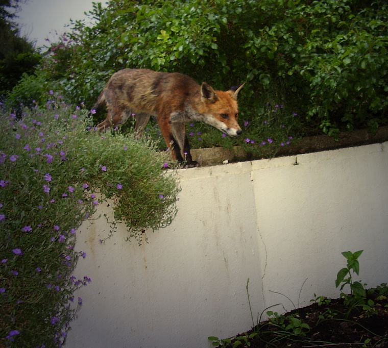 fox leap