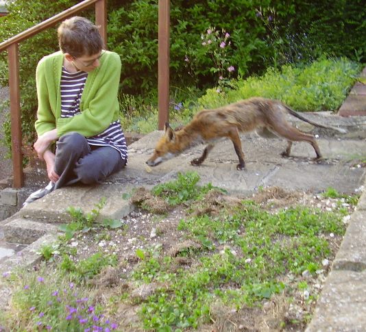 fox sniffing