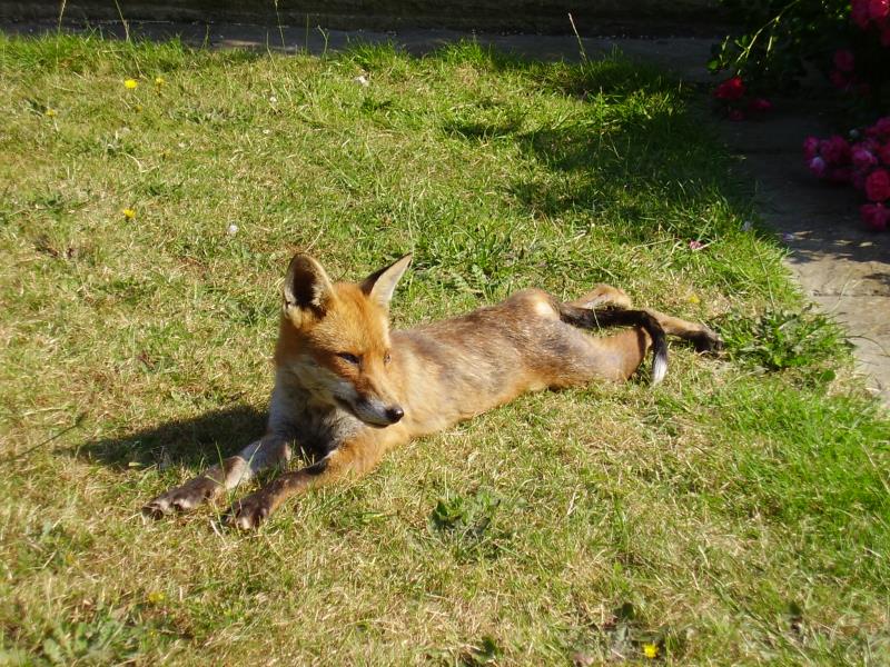 Fox resting