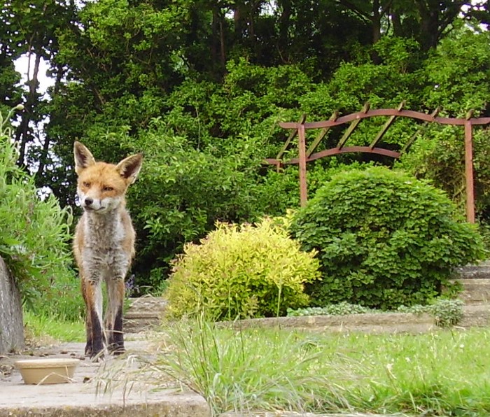 fox on path
