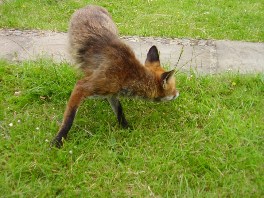 fox twister