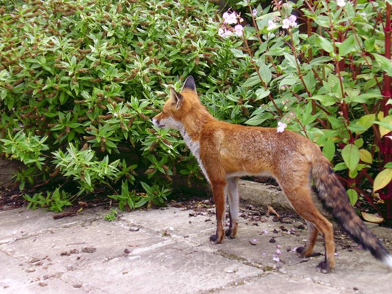 Fox looking 2