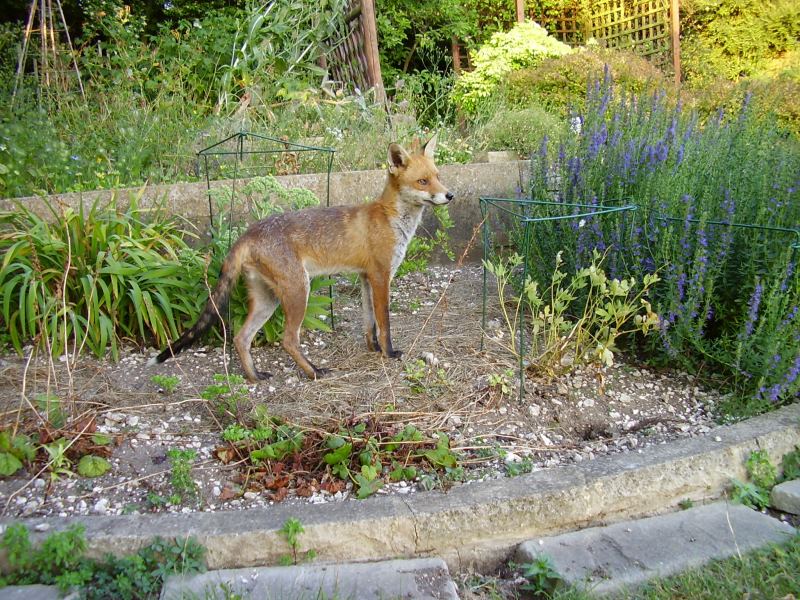 Fox in flower bed