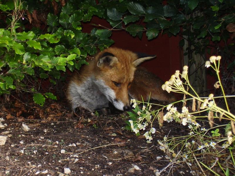 Fox in shrubs 3