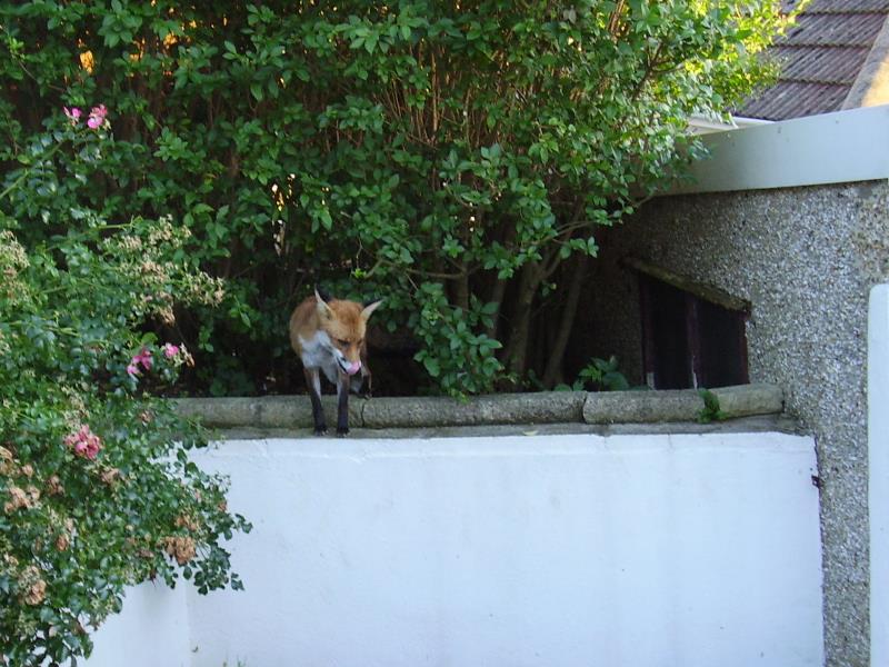 Fox on wall