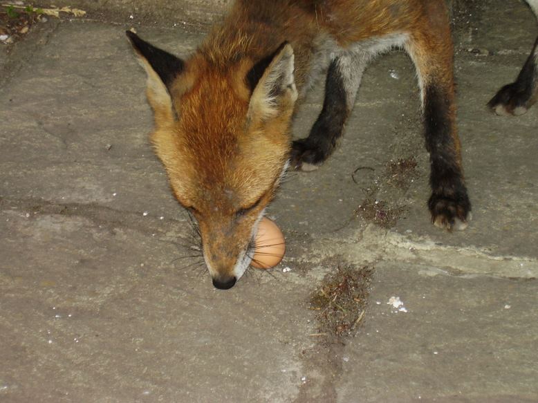 Fox and egg