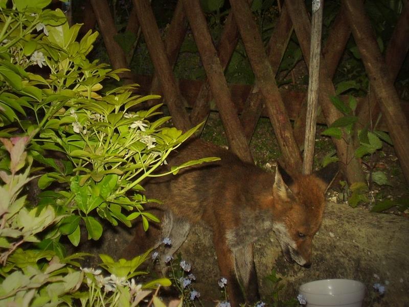 Fox feeding