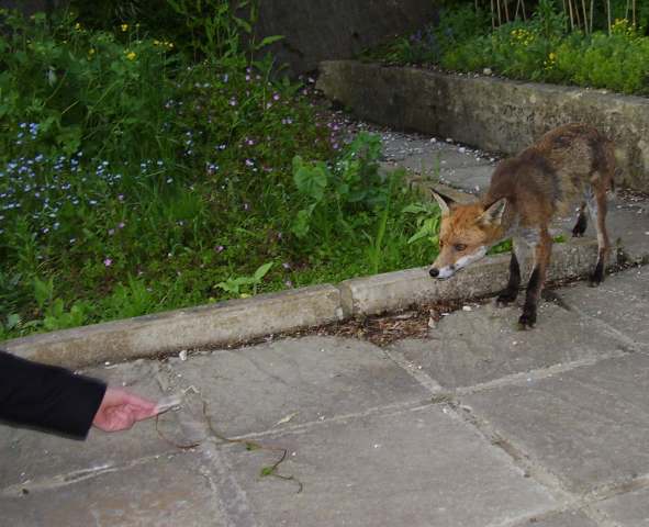 Fox hand feeding