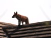 Fox on the Roof