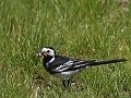 Pied Wagtail album