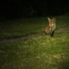 fox cub by lawn