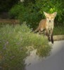 fox cub perched