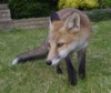 fox cub close up