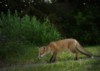 fox cub sniffs