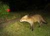 fox cub and poppy