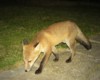fox cub close-up