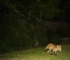 fox cub trotting