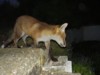 fox cub on steps