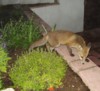 fox cub in shrubs 2