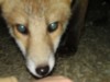 fox cub sniffing hand