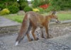 fox cub brush