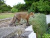 fox cub by steps