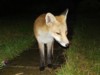fox cub on a wet night