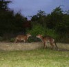 fox cub and adult 2
