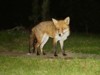 fox standing 2