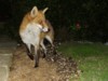Fox on path
