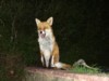 fox sitting 2