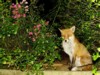 Sitting fox