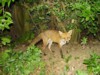 fox by tree