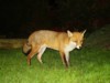 Grass fox