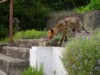 fox having spotted some food