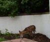 fox picking up food