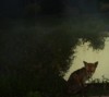 Fox in shadows