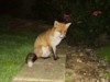 Sitting fox 2