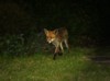 fox at dusk 4