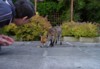 friendly fox