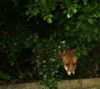 fox peek