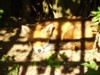 Fox in shade