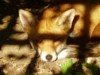 fox in shade  2
