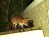 fox poised