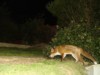 Fox with egg